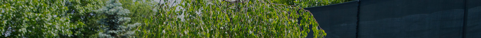 Лиственные деревья в Армавире
